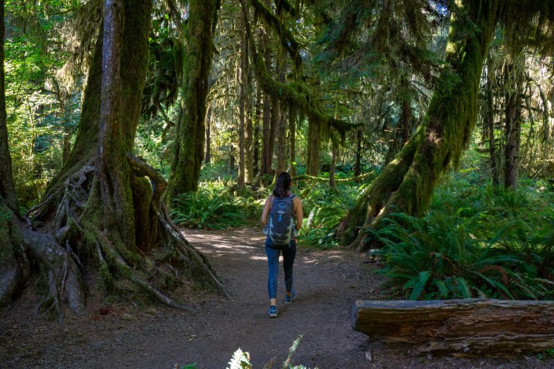 Best Day Hikes In Olympic National Park