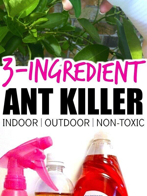 Best Dog Friendly Ant Killer