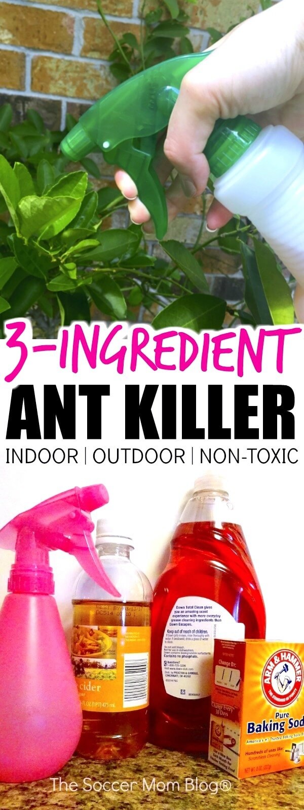 Best Dog Friendly Ant Killer