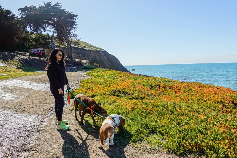 Best Dog Friendly Backpacking Trips