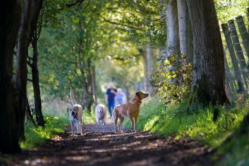 Best Dog Friendly Bars Near Me