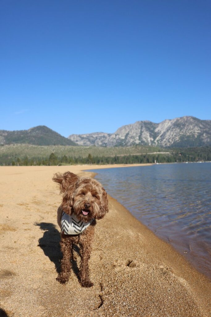 Best Dog Friendly Bay Area Hikes