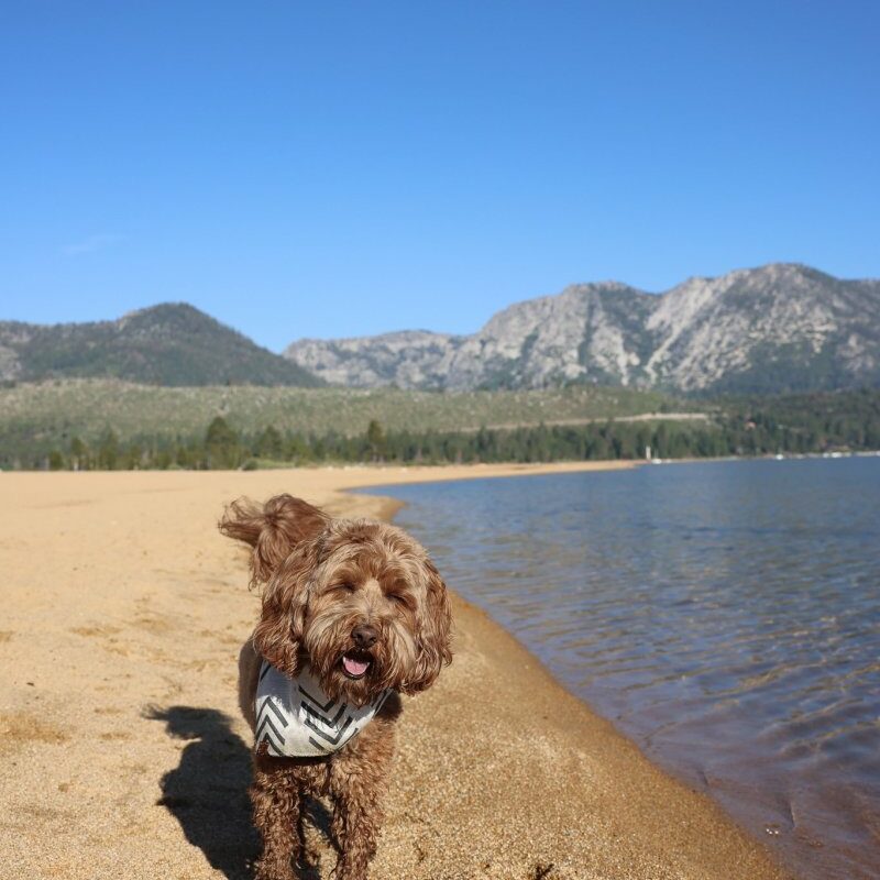 Best Dog Friendly Bay Area Hikes