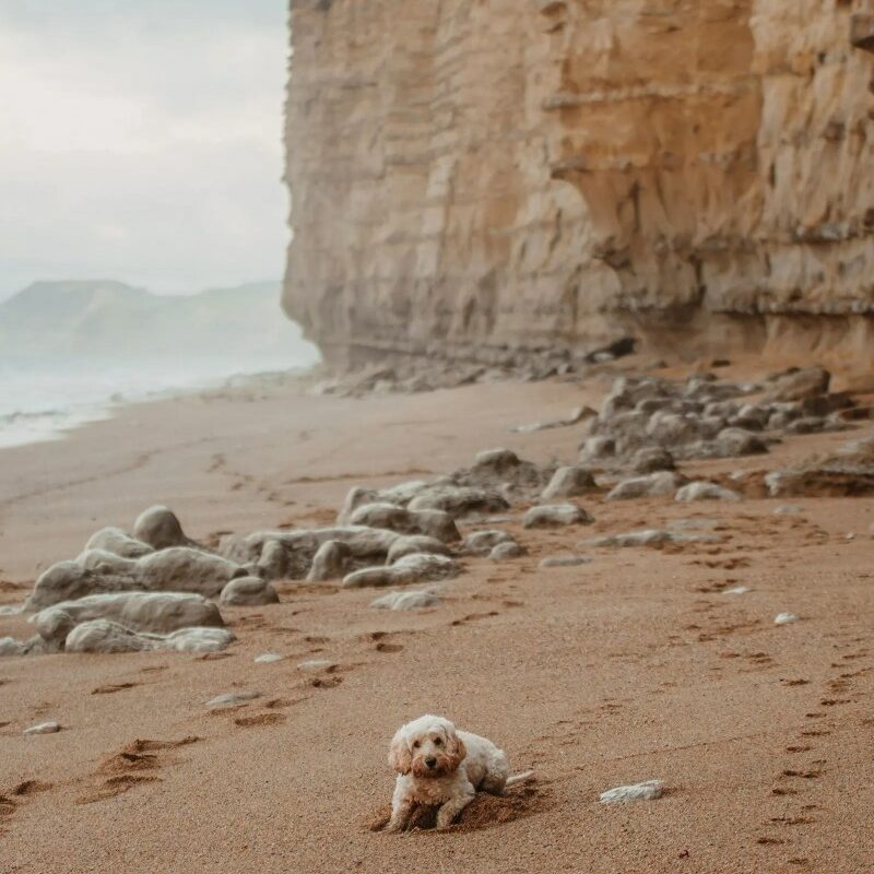 Best Dog Friendly Beaches Dorset