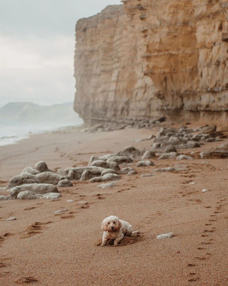 Best Dog Friendly Beaches Dorset