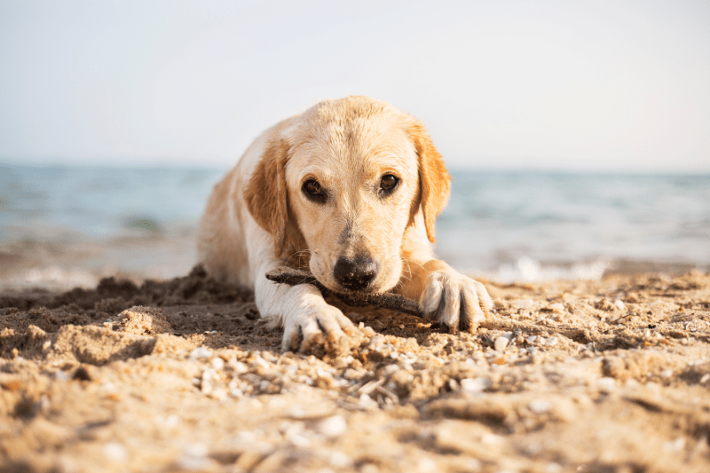 Best Dog Friendly Beaches East Coast