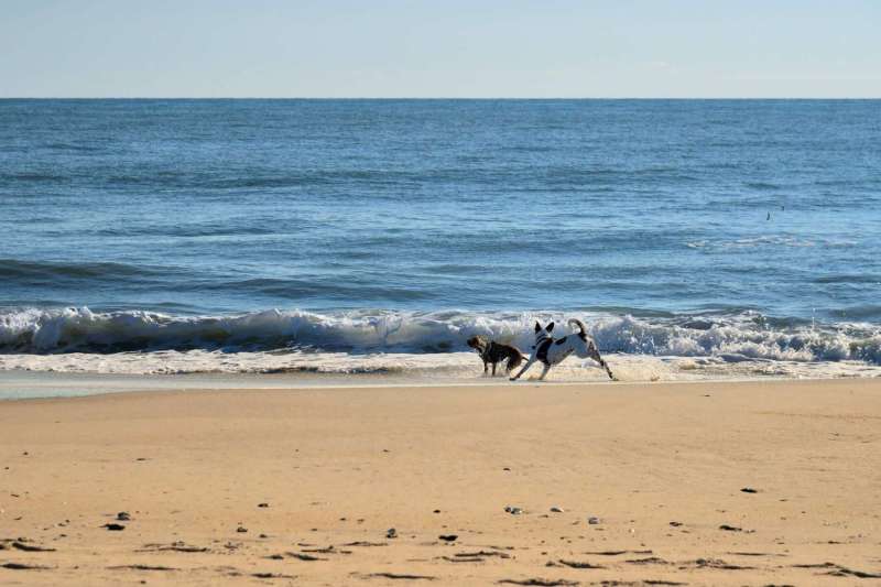 Best Dog Friendly Beaches Gulf Coast