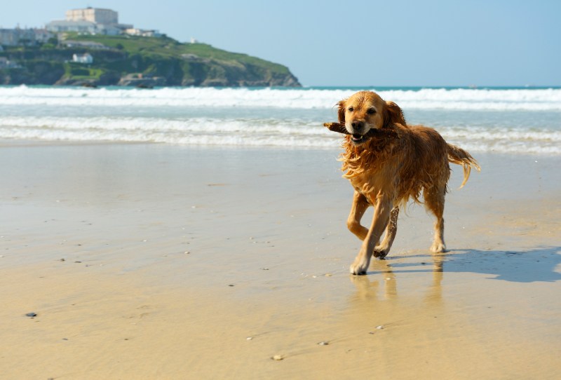 Best Dog Friendly Beaches On The East Coast