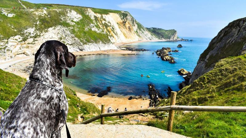 Best Dog Friendly Beaches South Coast Uk