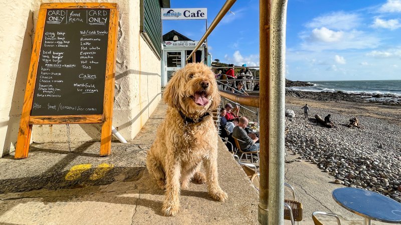 Best Dog Friendly Beaches Victoria