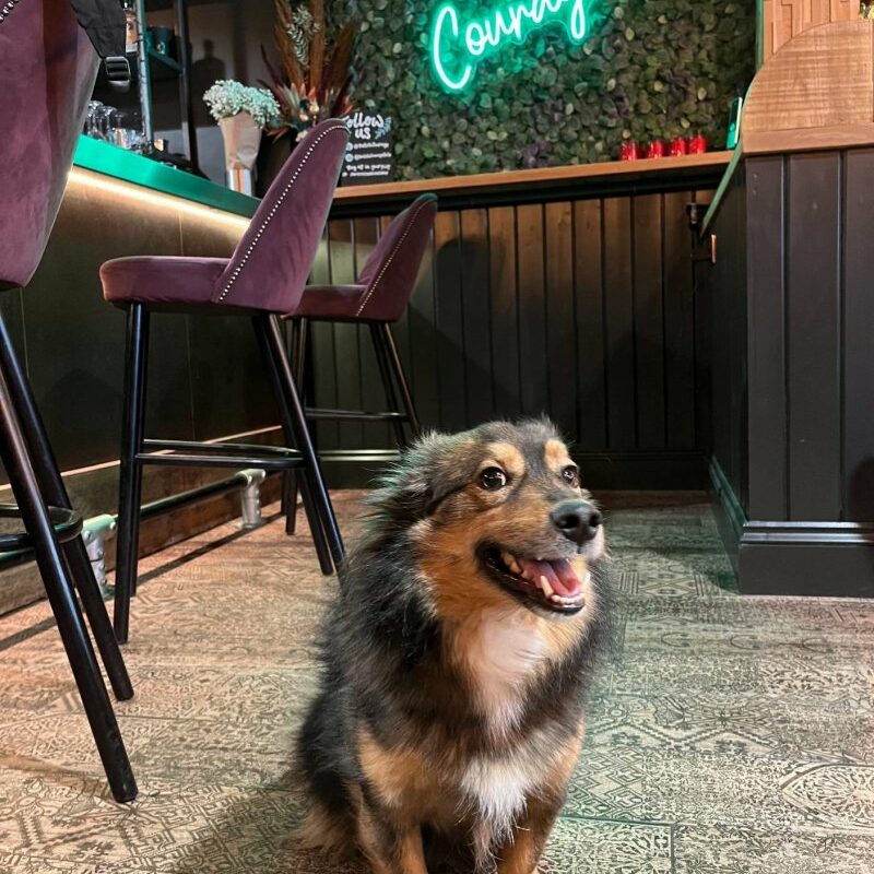 Best Dog Friendly Brunch Near Me