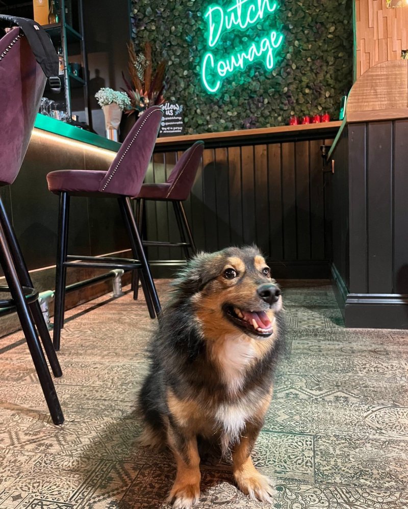 Best Dog Friendly Brunch Near Me