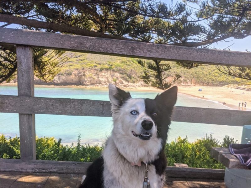 Best Dog Friendly Camping Qld