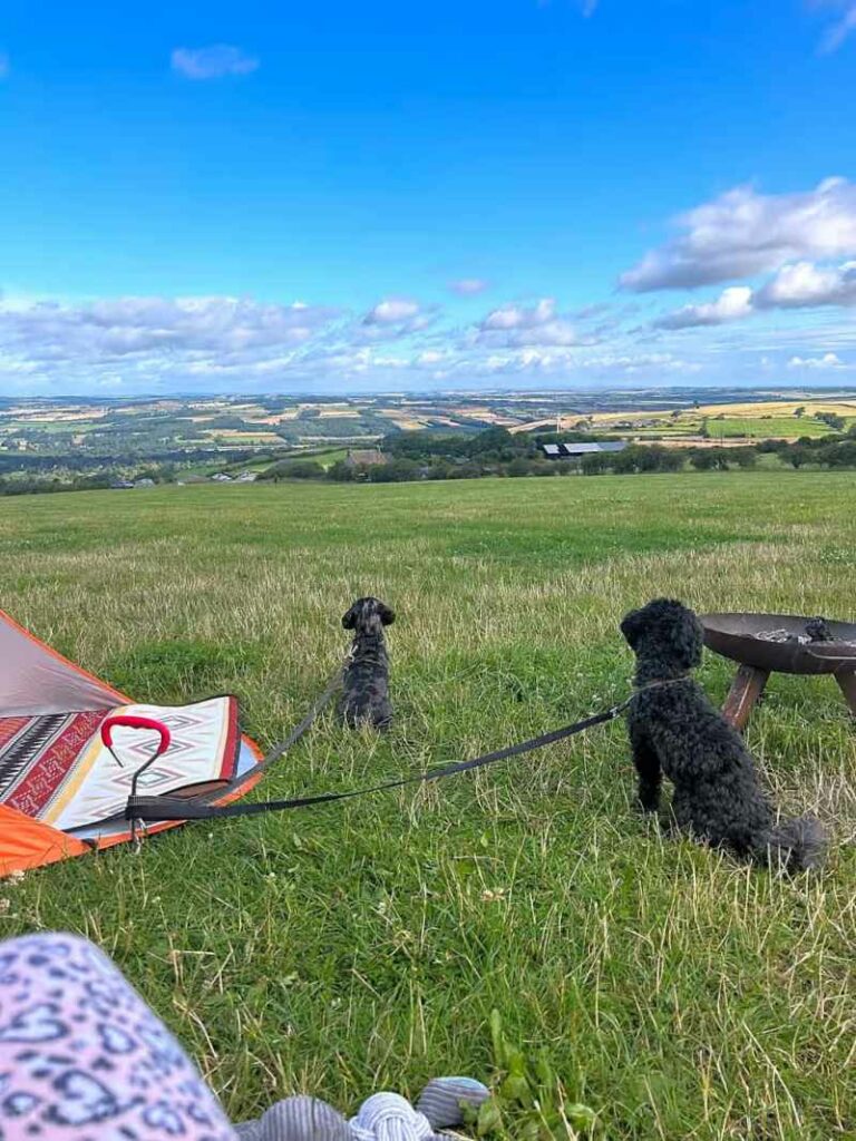 Best Dog Friendly Campsites Uk