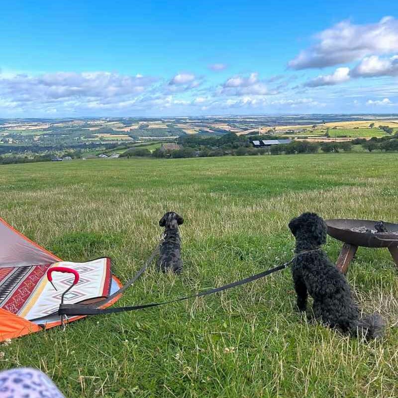 Best Dog Friendly Campsites Uk