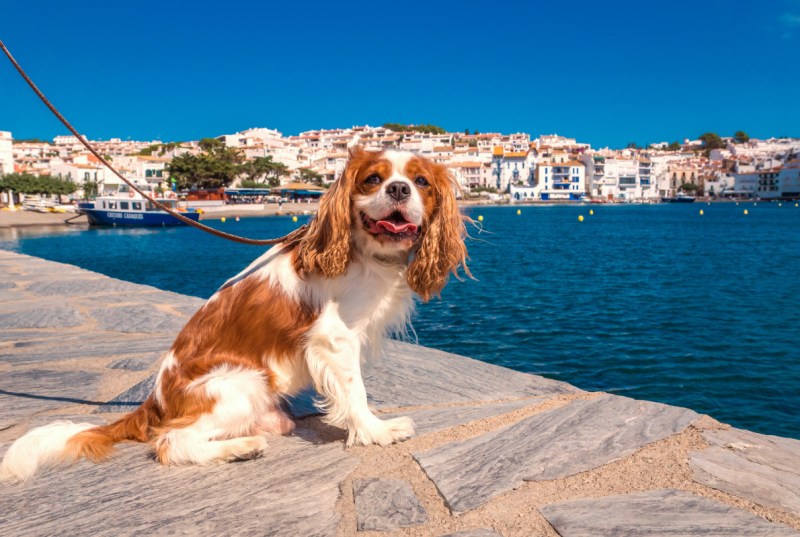 Best Dog Friendly Cities In The Us