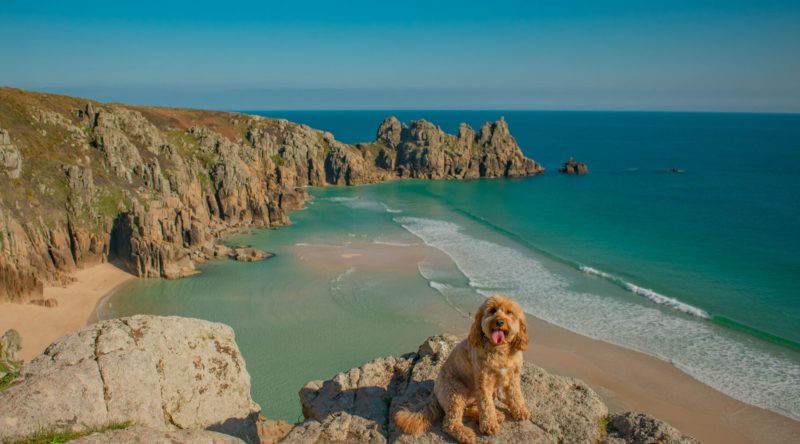 Best Dog Friendly Cornwall Beaches