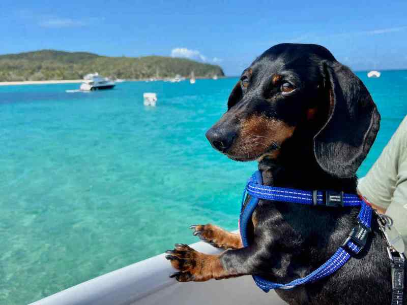 Best Dog Friendly Day Trips Brisbane