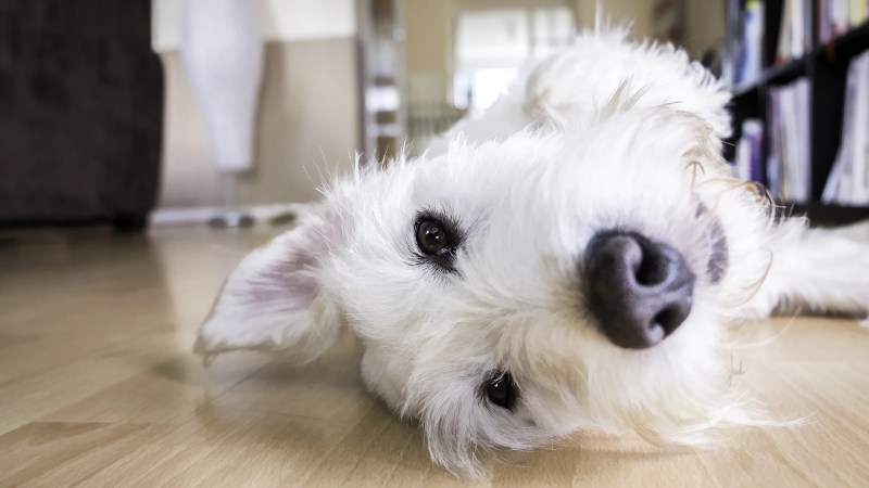 Best Dog Friendly Flooring