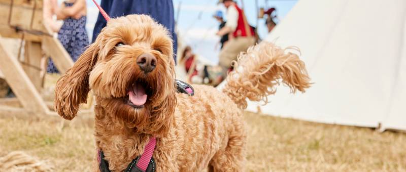 Best Dog Friendly Garden Centres Essex