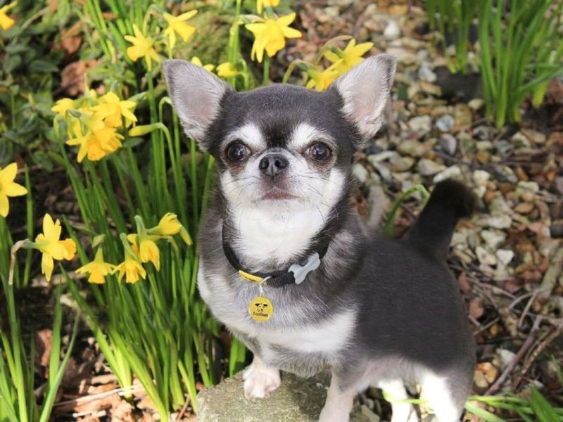 Best Dog Friendly Garden Centres