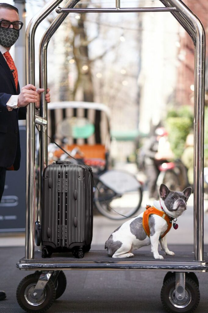 Best Dog Friendly Getaways From Nyc