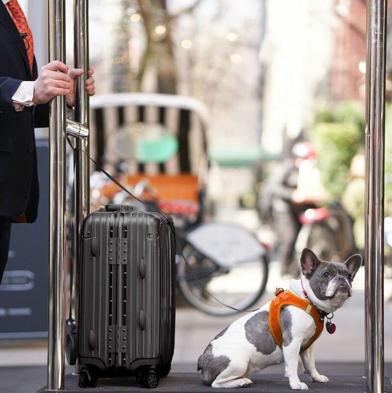 Best Dog Friendly Getaways From Nyc