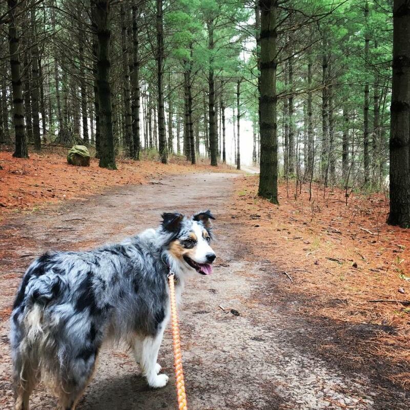 Best Dog Friendly Hikes Near Me