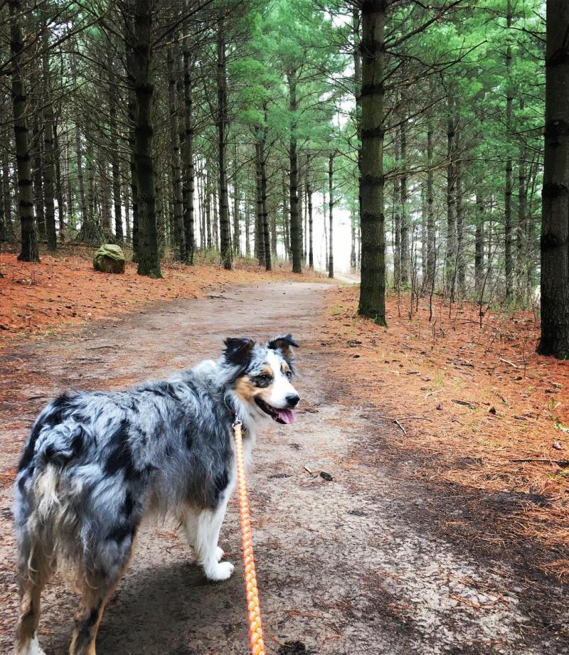 Best Dog Friendly Hikes Near Me