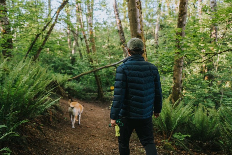 Best Dog Friendly Hikes Near Mount Rainier