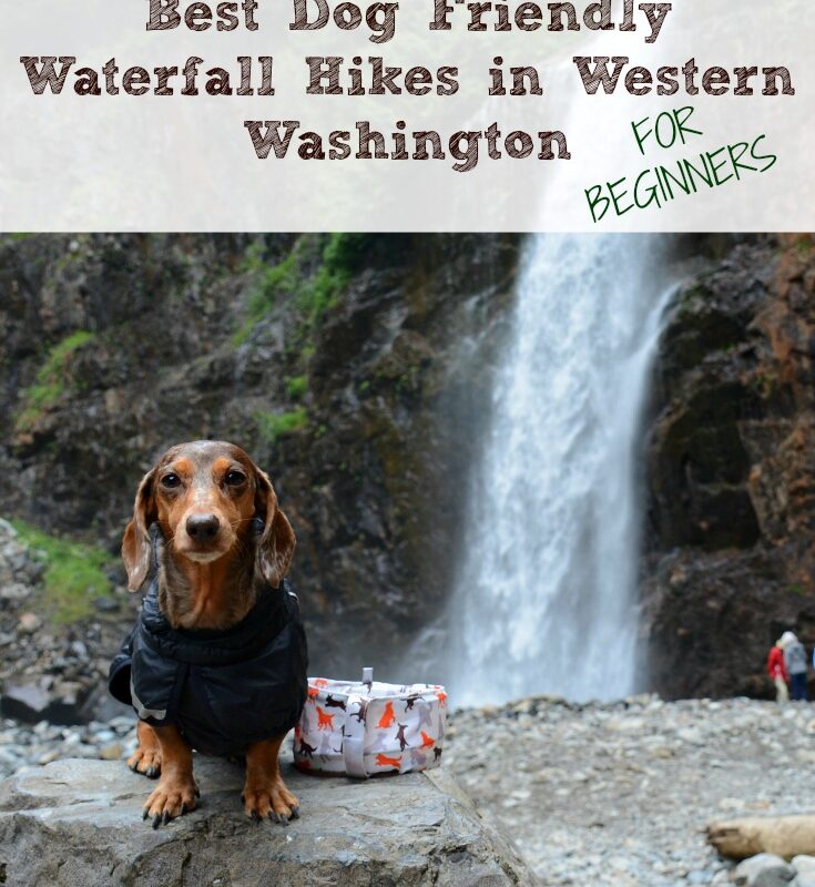 Best Dog Friendly Hikes Washington