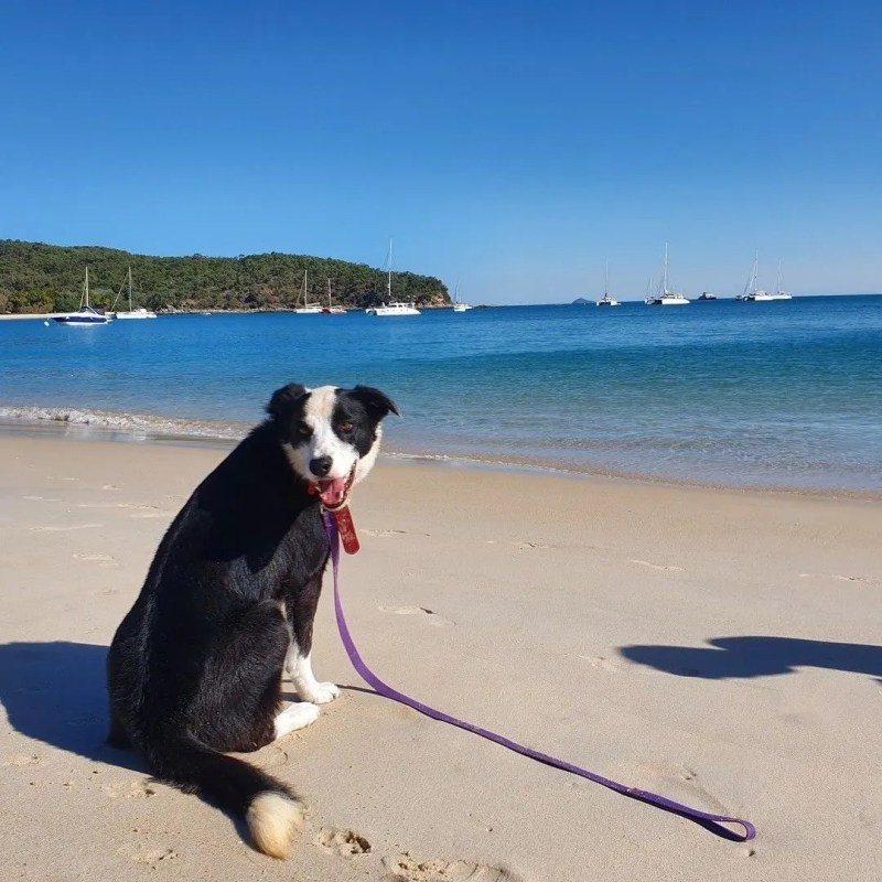 Best Dog Friendly Holidays Qld