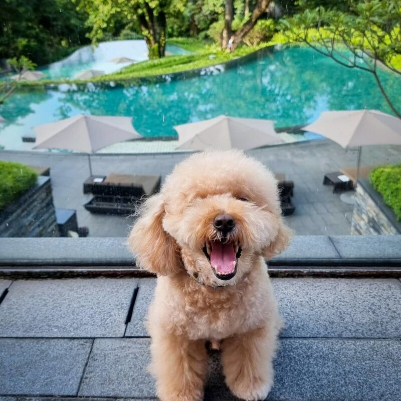 Best Dog Friendly Hotels East Coast