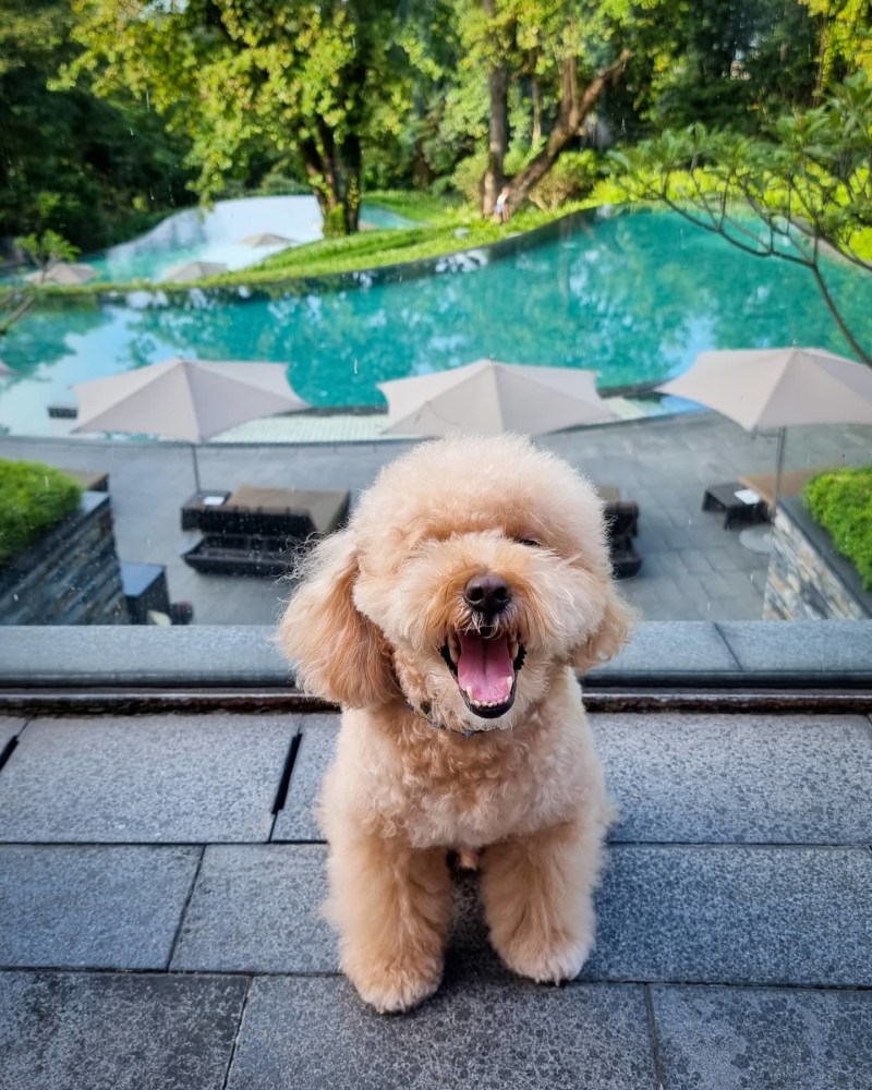 Best Dog Friendly Hotels East Coast