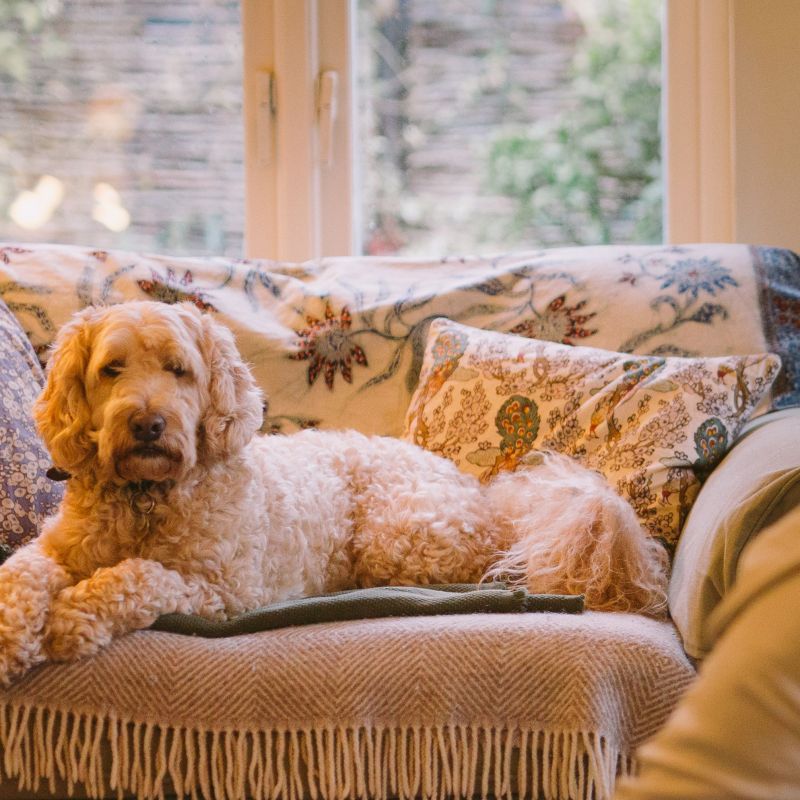 Best Dog Friendly Hotels Kent