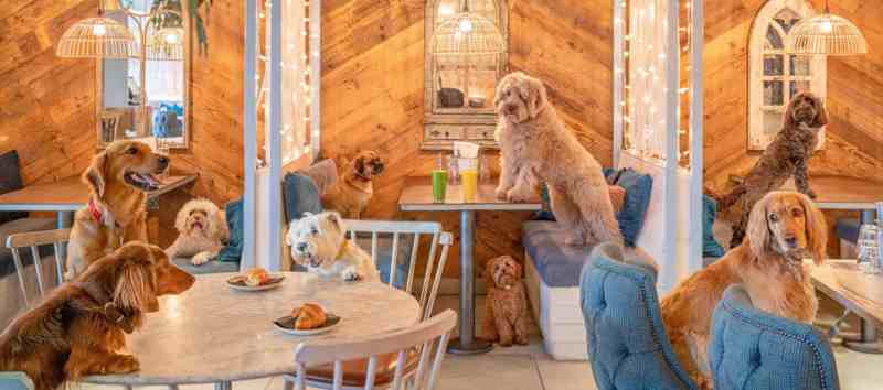 Best Dog Friendly London Restaurants