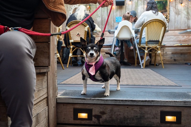 Best Dog Friendly Patios Vancouver