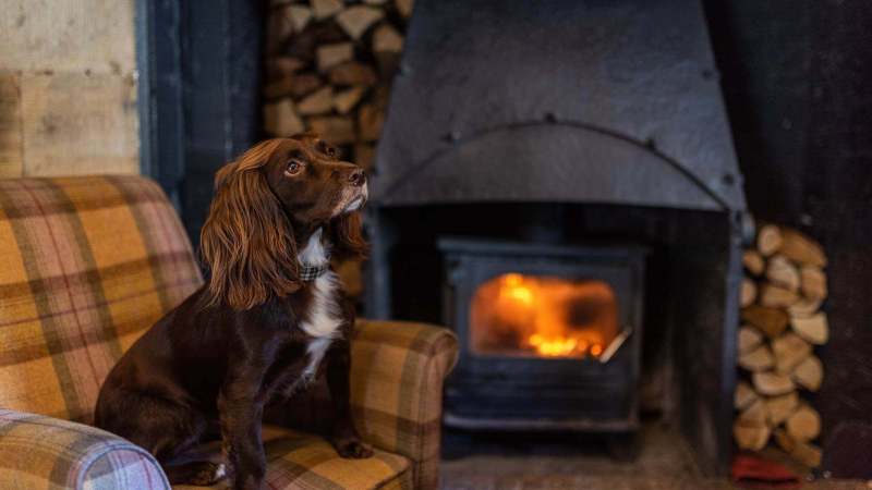 Best Dog Friendly Pubs Near Me For Lunch