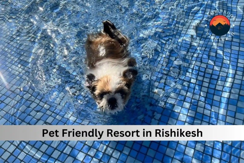 Best Dog Friendly Resorts