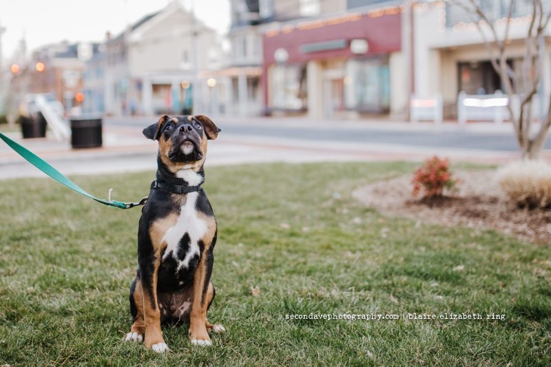 Best Dog Friendly Restaurants Alexandria Va