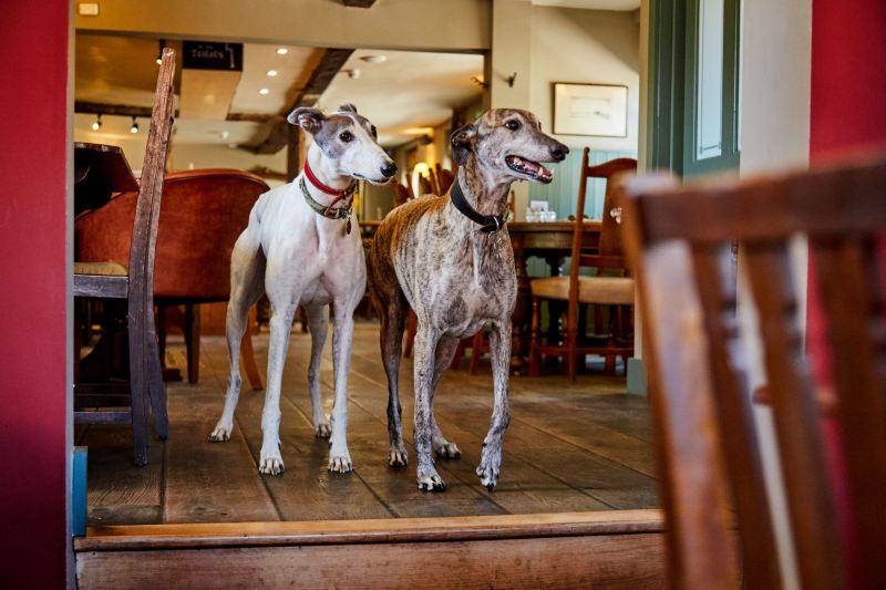 Best Dog Friendly Restaurants Manchester