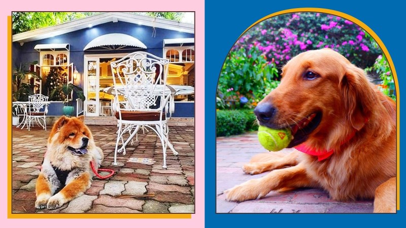 Best Dog Friendly Restaurants