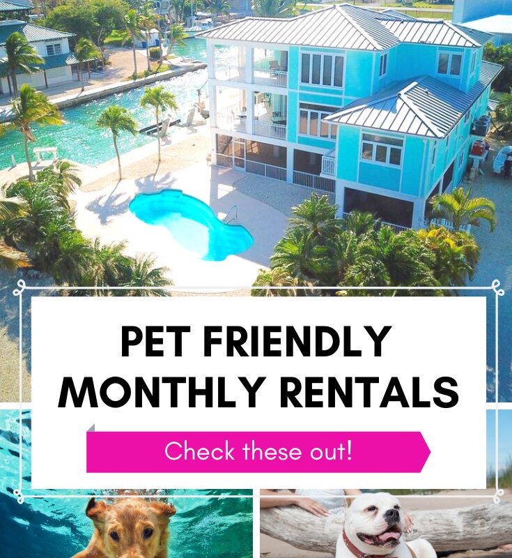 Best Dog Friendly Towns In Florida