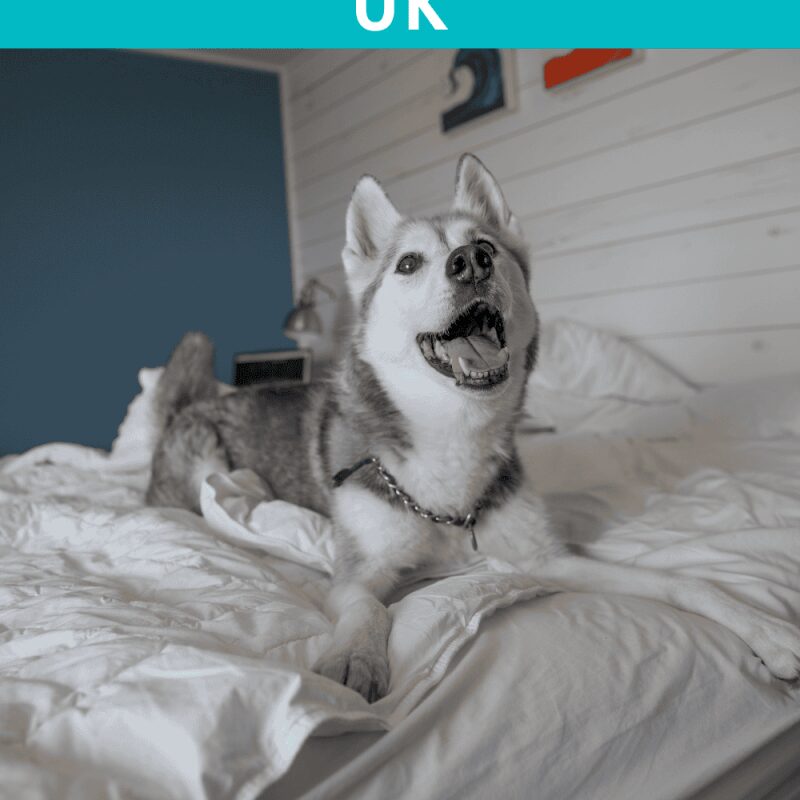 Best Dog Friendly Uk Hotels