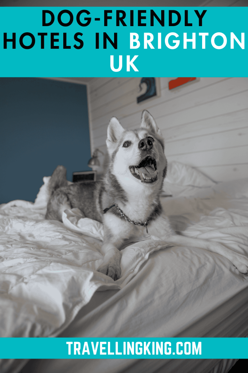 Best Dog Friendly Uk Hotels