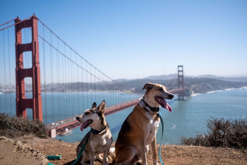 Best Dog Friendly Vacation Destinations