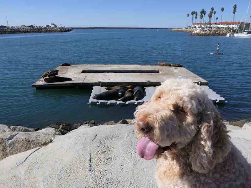 Best Dog Friendly Vacations California