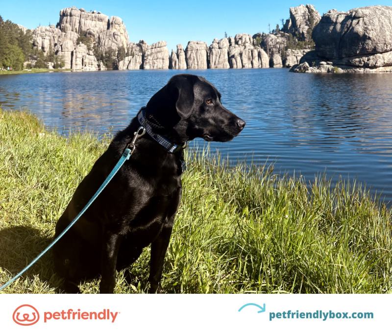 Best Dog Friendly Vacations In The South