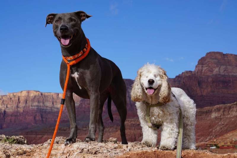 Best Dog Friendly Vacations Midwest