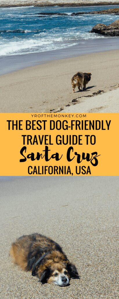 Best Dog-friendly Vacations Near Me